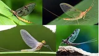 #nature  Nature creatures - Mayflies