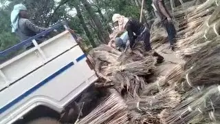 Senei ki Nongrep synsar mynta u snem.