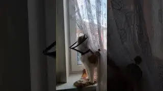 Когда все гуляют, а ты один болеешь дома))) #cat #cutecat#мой кот#рыжийкот