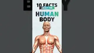 10 Facts about the Human body!