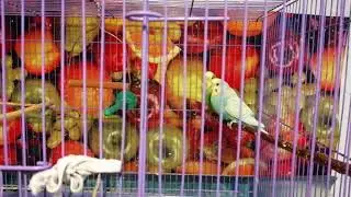 Попугайчики🦜