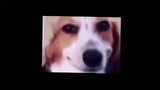 worst rap bap