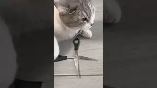 The cat didn't save her 😳 