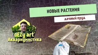 Дачный пруд | Новые растения