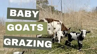 Nigerian Dawrf goats clearing land with their babies. Baby Goats grazing our farm.