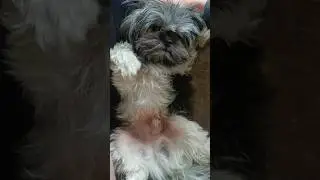 Lui