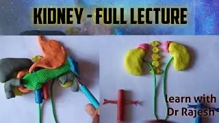 kidney - full lecture