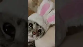 CAT TRAINING | HOW TO TRAIN YOUR CAT | CAT VIDEOS | HONEST CAT | MEOWMEOW | #shorts