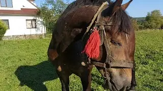 🐎Кінь на продаж💸с-ще Печеніжин📍☎️