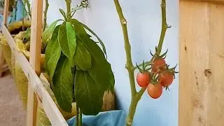 os primeiros fruto amadureceram horta no quintal