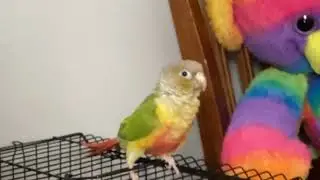 Let’s dance with my little bird.