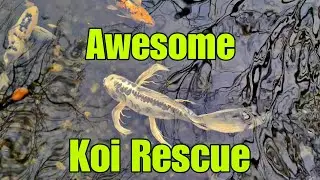 Awesome Koi Rescue