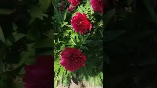 ПИОН БОРДОВЫЙ РАННИЙ 