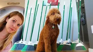 My Puppy Reacts To The Broom Challenge!