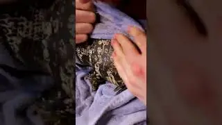 LARGE Reptile INJECTION (medicine)! #shorts