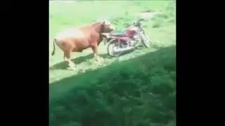 Бычок домогается мотоцикла