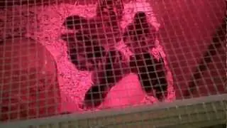 Homemade Alaskan Chicken Brooder