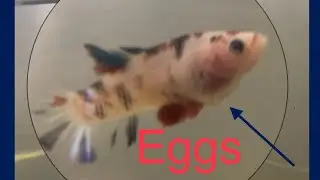How to tell if your betta Female is ready to breed!?