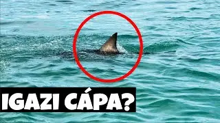 CÁPA VAN A BALATONBAN??? IGAZ vagy SEM? [Most kiderül]