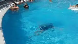 Прыжок в воду 2018