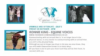 Podcast Animals and Afterlife - Q&A