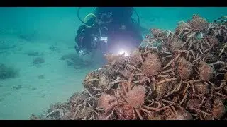 INI KEPITING TERMAHAL DIDUNIA