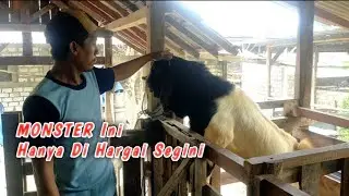 EDAN,,,!!! MONSTER Ini Cuma Segini Harganya, MENDEKATI HARI RAYA QURBAN 2023