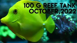 100 g reef tank | october 2022