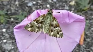 "Natur in Ligurien-Italien im Sommer 2016"- Wolfgang Schmökel