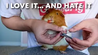 Bribing an angry guinea pig | GuineaDad