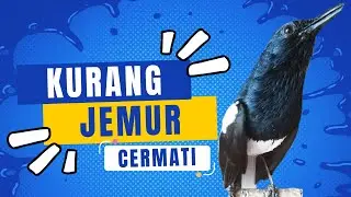 Segera Atasi !! Kacer Ini Membutuhkan Penjemuran Lebih Lama
