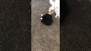 Kitty doesn’t put up with sniffing harassment from Jack.