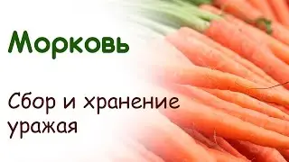 Сбор урожая моркови, зимнее хранение