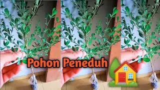 Unboxing Ketapang kencana || tanaman peneduh depan rumah