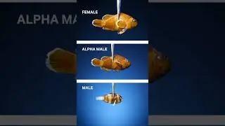 These Clownfish Switched Genders