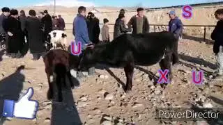 Surxondaryo OLTINSOY tumani xujasat mol bozari