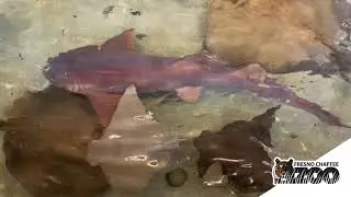 Stingray Bay - Zoo School