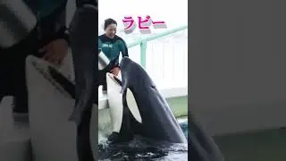 The girl is feeding the orca