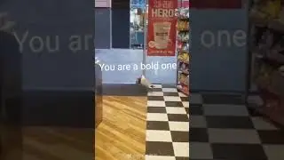 Bird Stealing Snacks From the Store | Food Heist