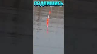 Рыбалка на Поплавок 5 #shorts  Рыбак Подпишется!😍