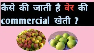 Ber_ Commercial_ Cultivation||बेर_की_खेती||
