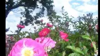 vida y color