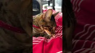 This catnip toy has gone too far 😹 