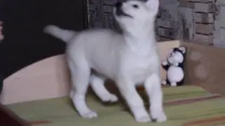 Umka