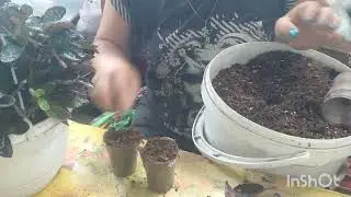 процесс черенкования 🤪(гемеграфис, солейролия, камнеломка)
