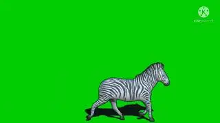 Zebra running green screen