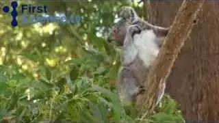 Feeding Koalas