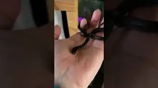 Black African House Snake For Tara! #shorts #Africanhousesnake #snake #toronto