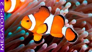 9 Peces Más Hermosas de Agua Salada