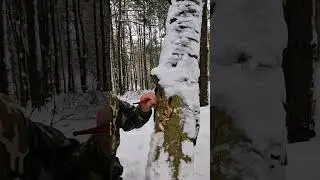 ДОСТАЛ ИЗ ДУПЛА ОГРОМНОГО ЧЕРВЯ 